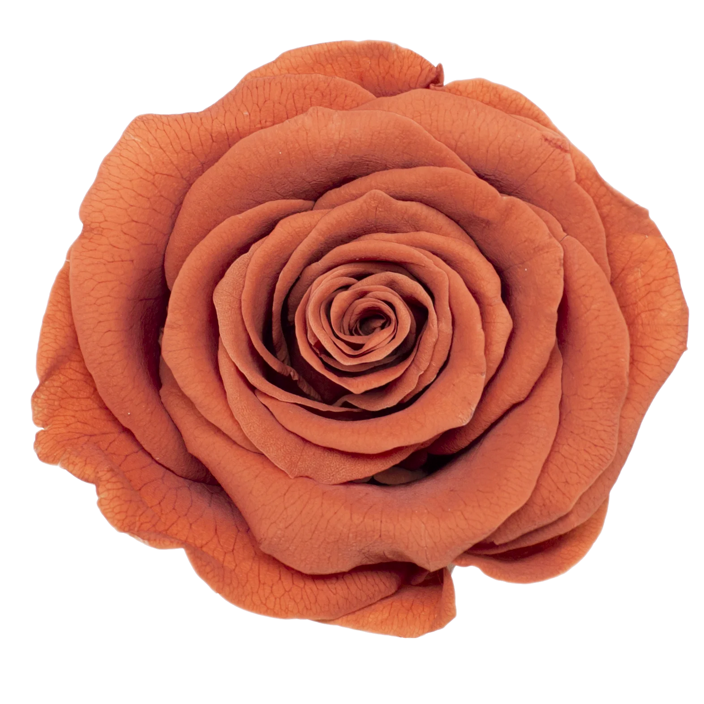 B Grade 4-5Cm Preserved Roses Preserved Flower Fresh Natural Real Eternal Rose Immortal Rose Flowers Florist DIY Floral Material