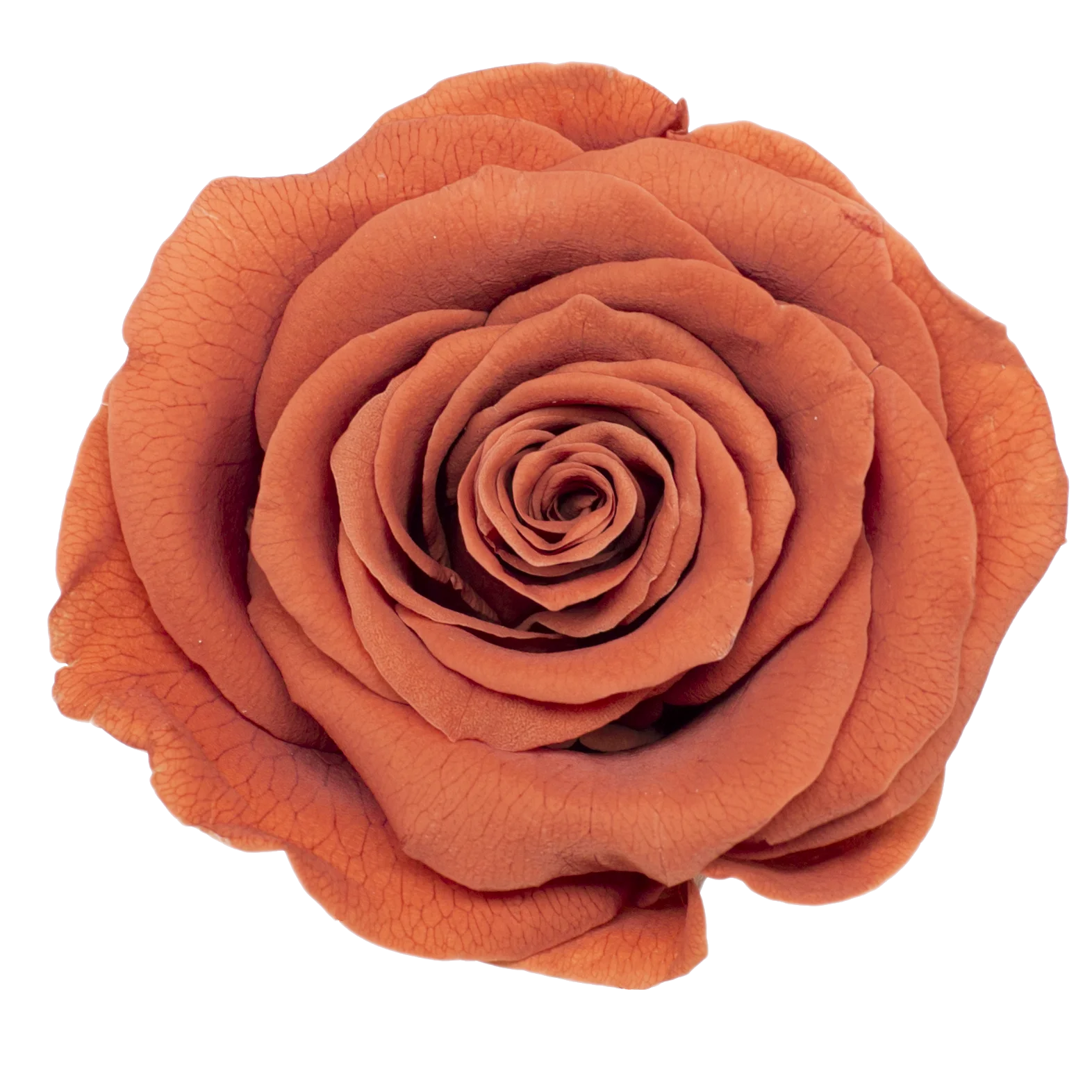 B Grade 4-5Cm Preserved Roses Preserved Flower Fresh Natural Real Eternal Rose Immortal Rose Flowers Florist DIY Floral Material