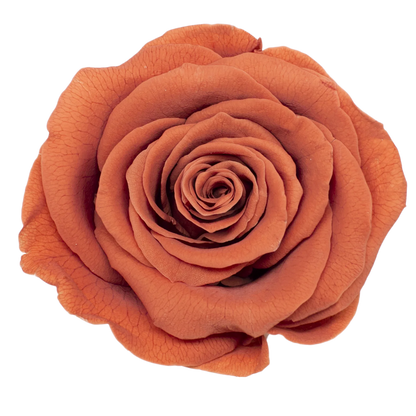 B Grade 4-5Cm Preserved Roses Preserved Flower Fresh Natural Real Eternal Rose Immortal Rose Flowers Florist DIY Floral Material