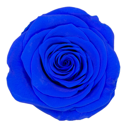 B Grade 4-5Cm Preserved Roses Preserved Flower Fresh Natural Real Eternal Rose Immortal Rose Flowers Florist DIY Floral Material