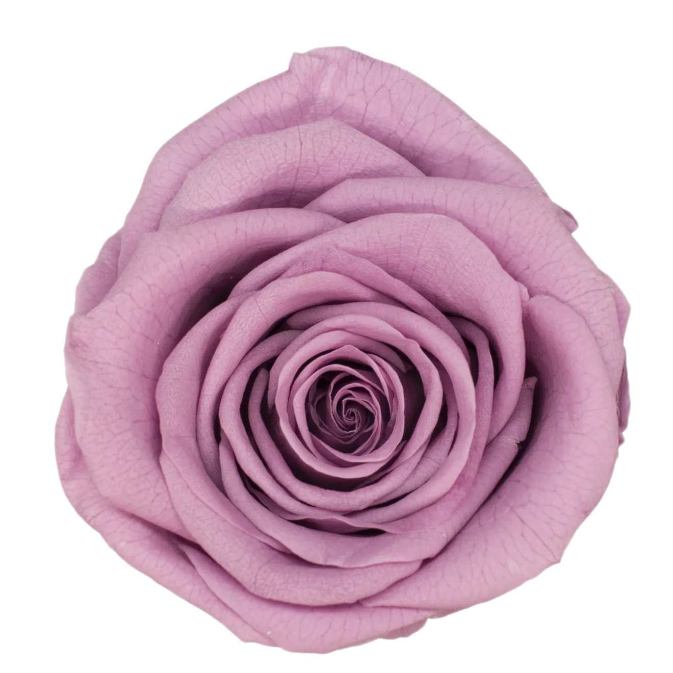 B Grade 4-5Cm Preserved Roses Preserved Flower Fresh Natural Real Eternal Rose Immortal Rose Flowers Florist DIY Floral Material