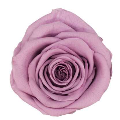 B Grade 4-5Cm Preserved Roses Preserved Flower Fresh Natural Real Eternal Rose Immortal Rose Flowers Florist DIY Floral Material