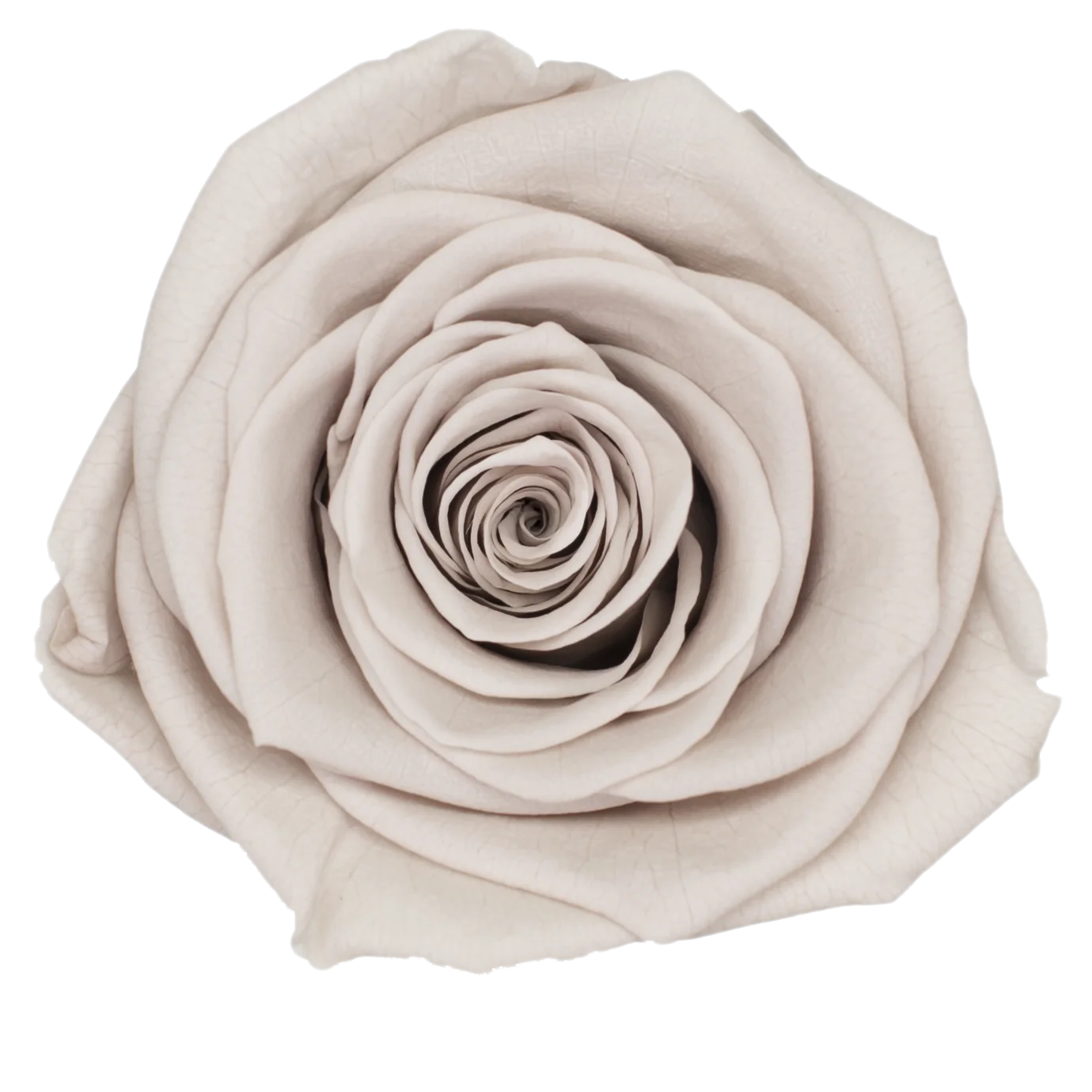 B Grade 4-5Cm Preserved Roses Preserved Flower Fresh Natural Real Eternal Rose Immortal Rose Flowers Florist DIY Floral Material