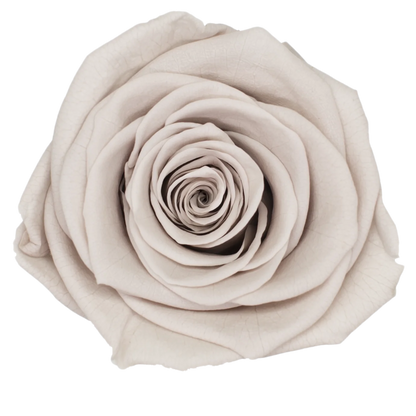 B Grade 4-5Cm Preserved Roses Preserved Flower Fresh Natural Real Eternal Rose Immortal Rose Flowers Florist DIY Floral Material