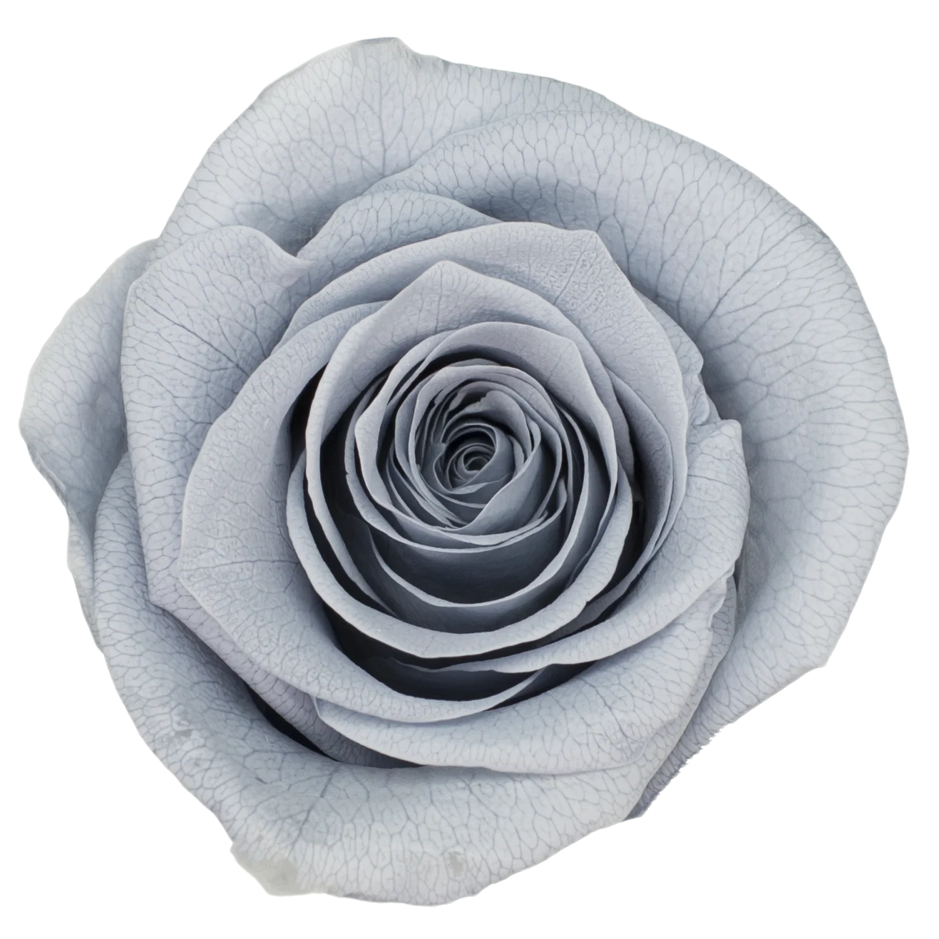 B Grade 4-5Cm Preserved Roses Preserved Flower Fresh Natural Real Eternal Rose Immortal Rose Flowers Florist DIY Floral Material