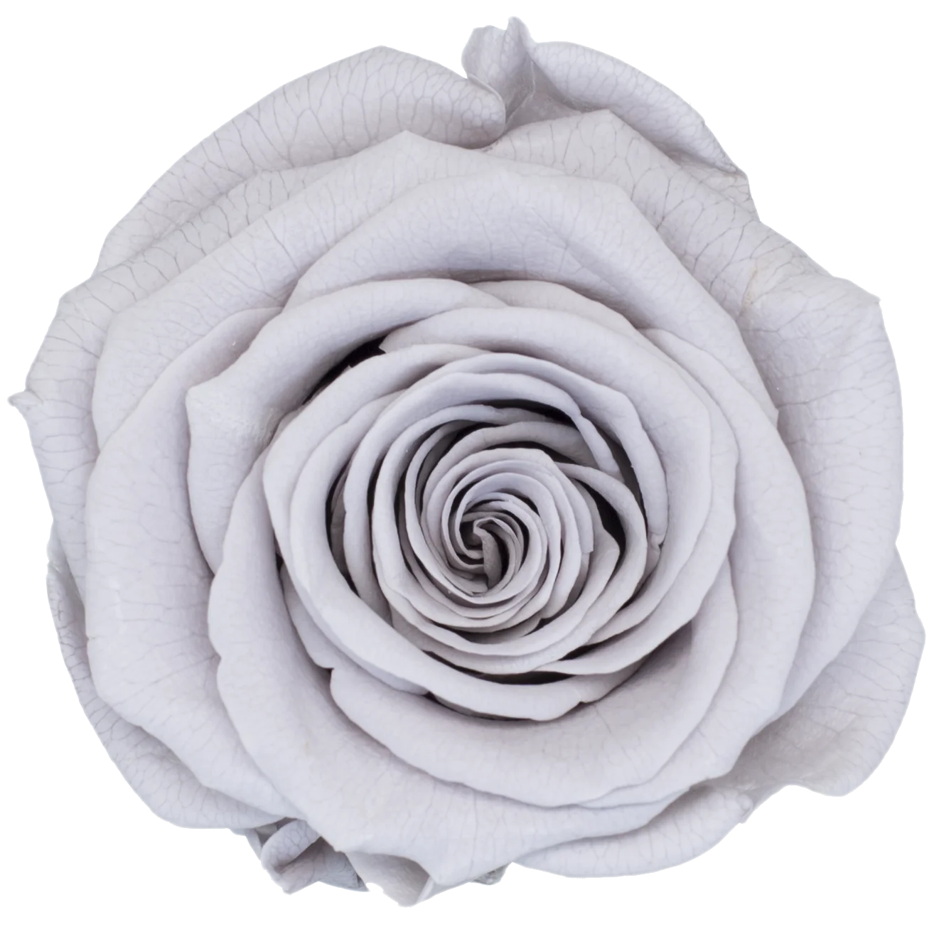 B Grade 4-5Cm Preserved Roses Preserved Flower Fresh Natural Real Eternal Rose Immortal Rose Flowers Florist DIY Floral Material