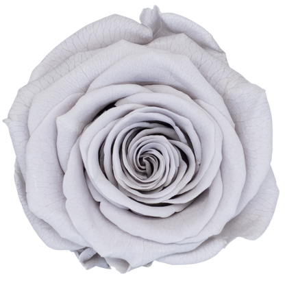 B Grade 4-5Cm Preserved Roses Preserved Flower Fresh Natural Real Eternal Rose Immortal Rose Flowers Florist DIY Floral Material