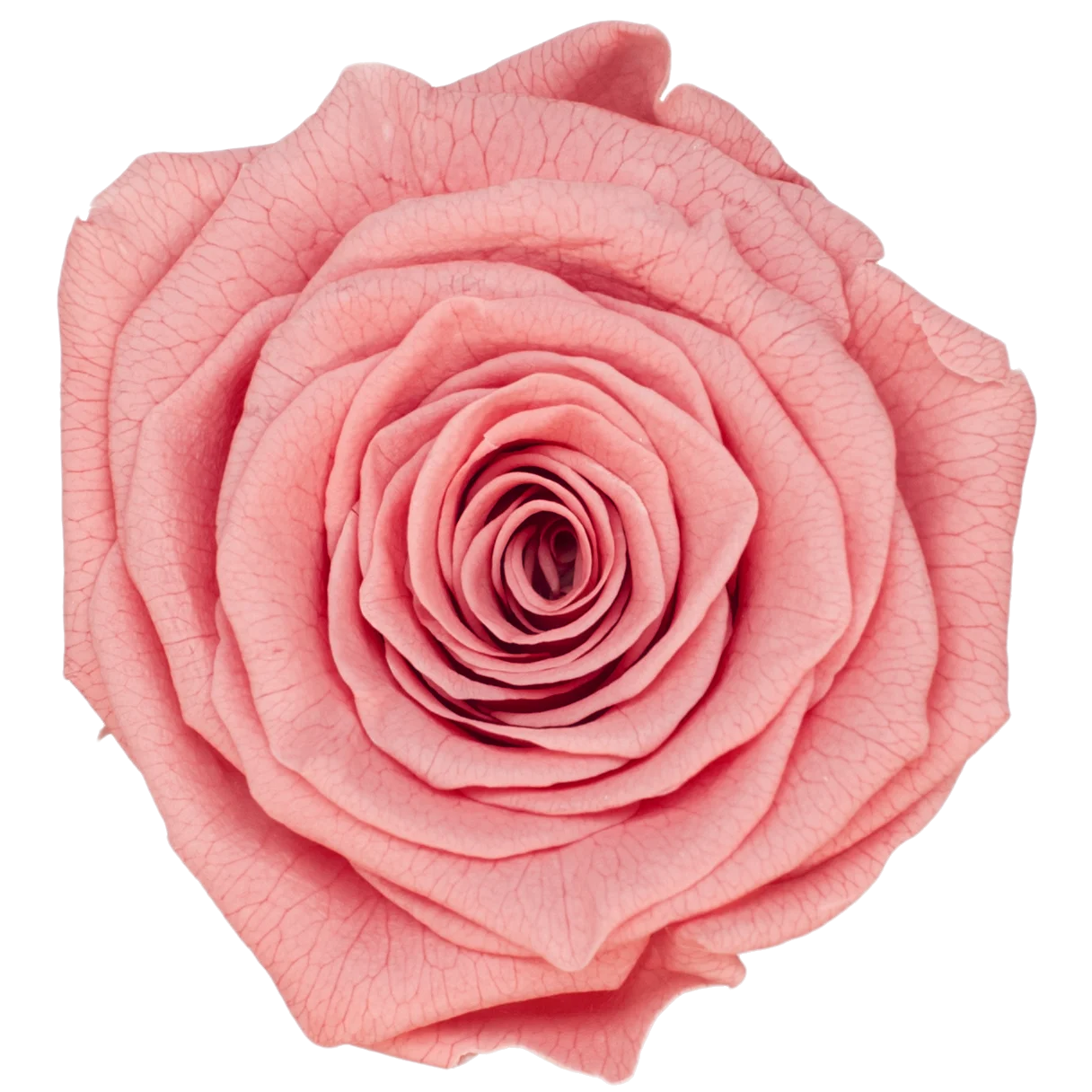 B Grade 4-5Cm Preserved Roses Preserved Flower Fresh Natural Real Eternal Rose Immortal Rose Flowers Florist DIY Floral Material