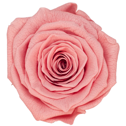 B Grade 4-5Cm Preserved Roses Preserved Flower Fresh Natural Real Eternal Rose Immortal Rose Flowers Florist DIY Floral Material