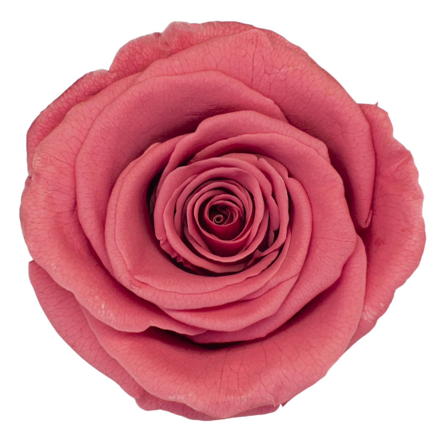 B Grade 4-5Cm Preserved Roses Preserved Flower Fresh Natural Real Eternal Rose Immortal Rose Flowers Florist DIY Floral Material