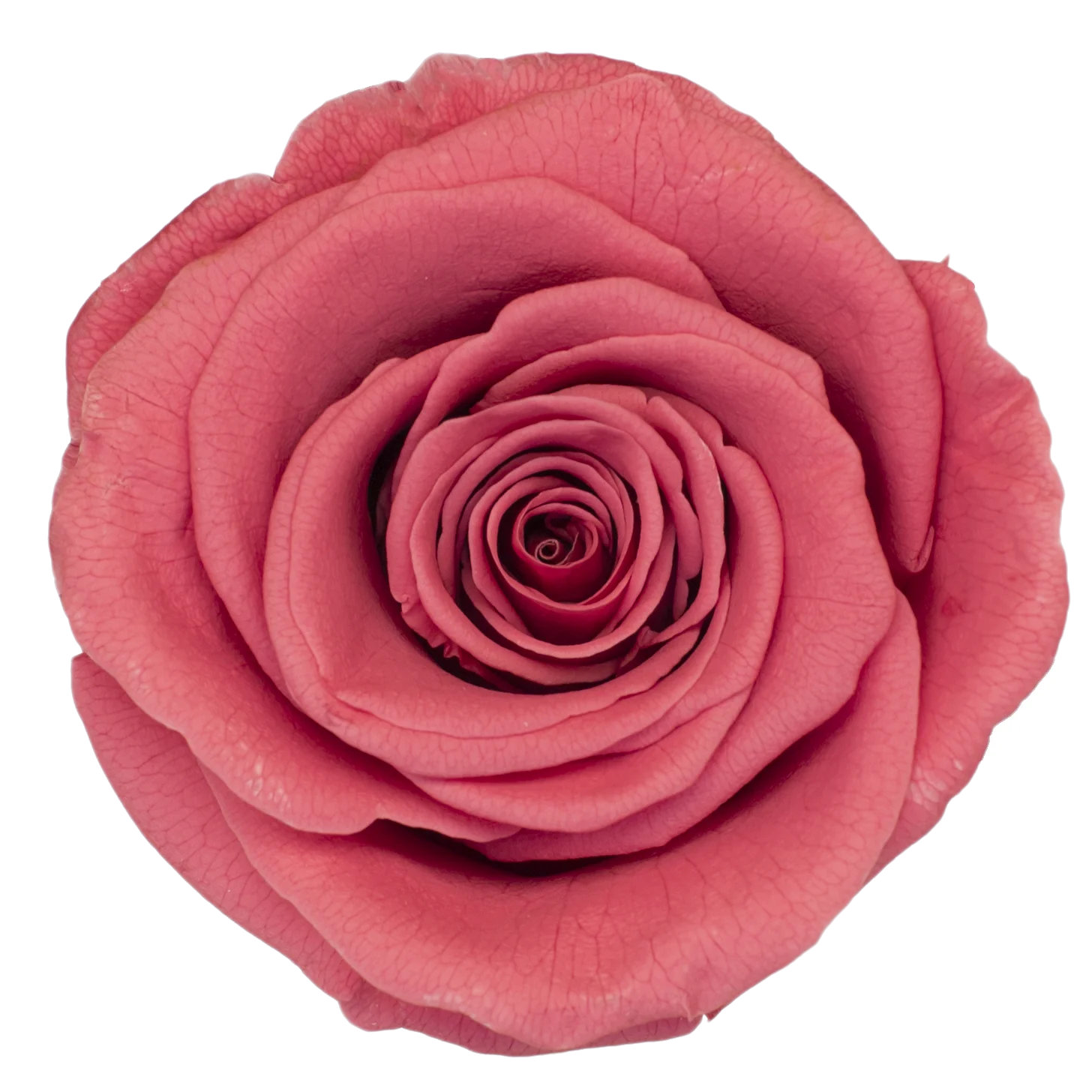 B Grade 4-5Cm Preserved Roses Preserved Flower Fresh Natural Real Eternal Rose Immortal Rose Flowers Florist DIY Floral Material