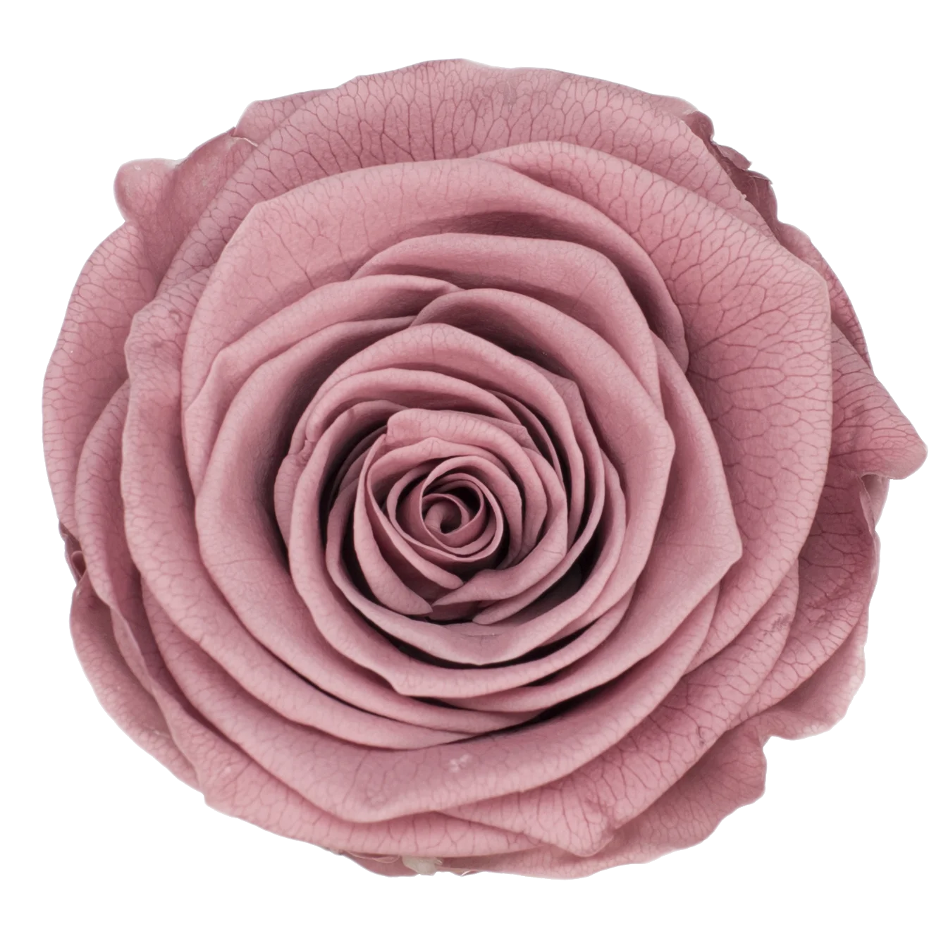 B Grade 4-5Cm Preserved Roses Preserved Flower Fresh Natural Real Eternal Rose Immortal Rose Flowers Florist DIY Floral Material