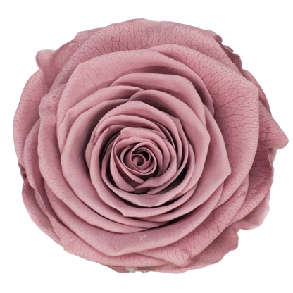 B Grade 4-5Cm Preserved Roses Preserved Flower Fresh Natural Real Eternal Rose Immortal Rose Flowers Florist DIY Floral Material