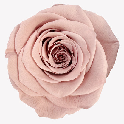 B Grade 4-5Cm Preserved Roses Preserved Flower Fresh Natural Real Eternal Rose Immortal Rose Flowers Florist DIY Floral Material