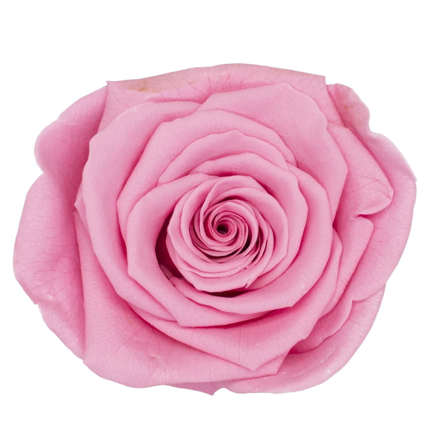 B Grade 4-5Cm Preserved Roses Preserved Flower Fresh Natural Real Eternal Rose Immortal Rose Flowers Florist DIY Floral Material