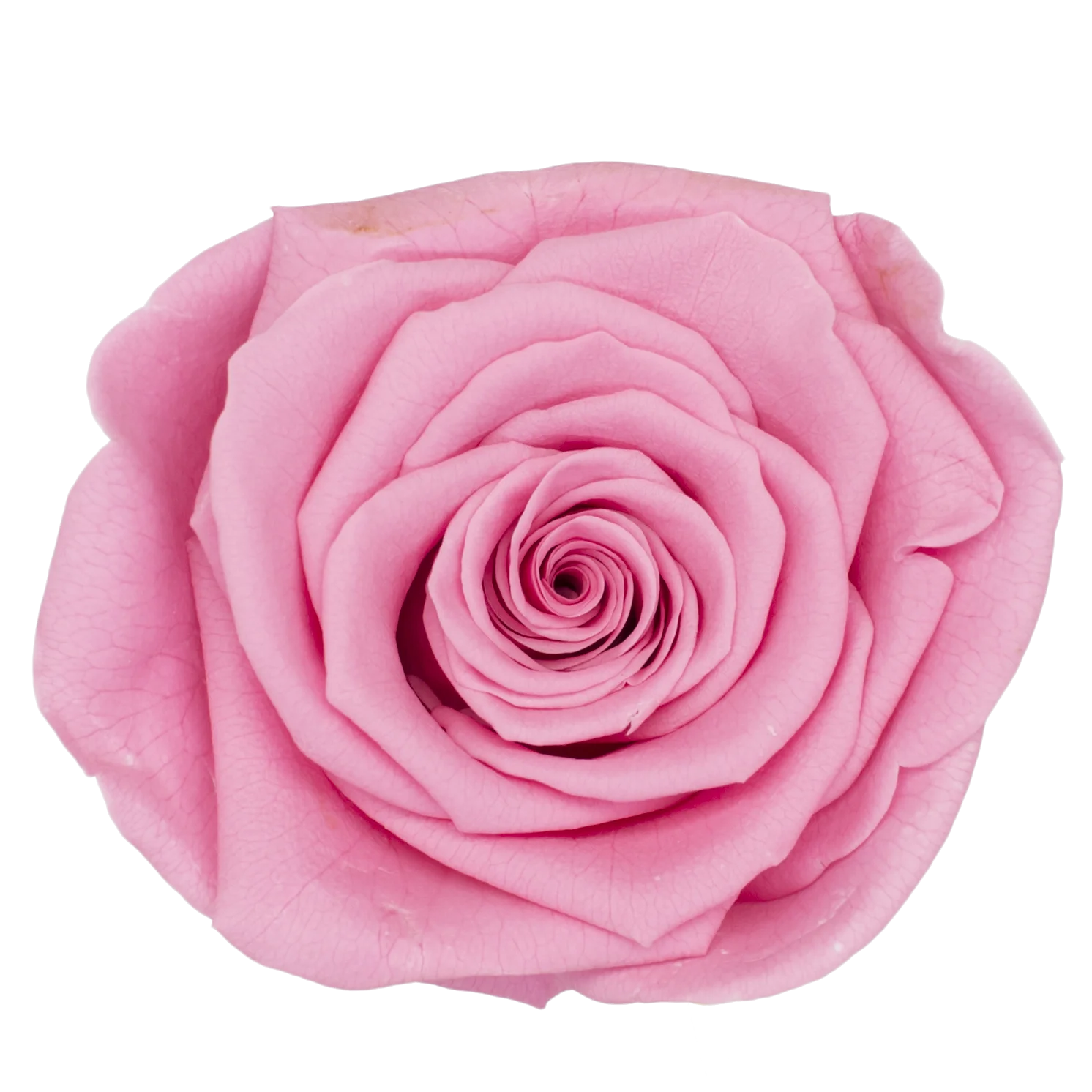 B Grade 4-5Cm Preserved Roses Preserved Flower Fresh Natural Real Eternal Rose Immortal Rose Flowers Florist DIY Floral Material