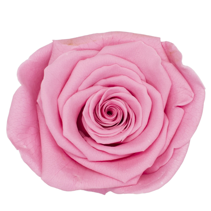 B Grade 4-5Cm Preserved Roses Preserved Flower Fresh Natural Real Eternal Rose Immortal Rose Flowers Florist DIY Floral Material