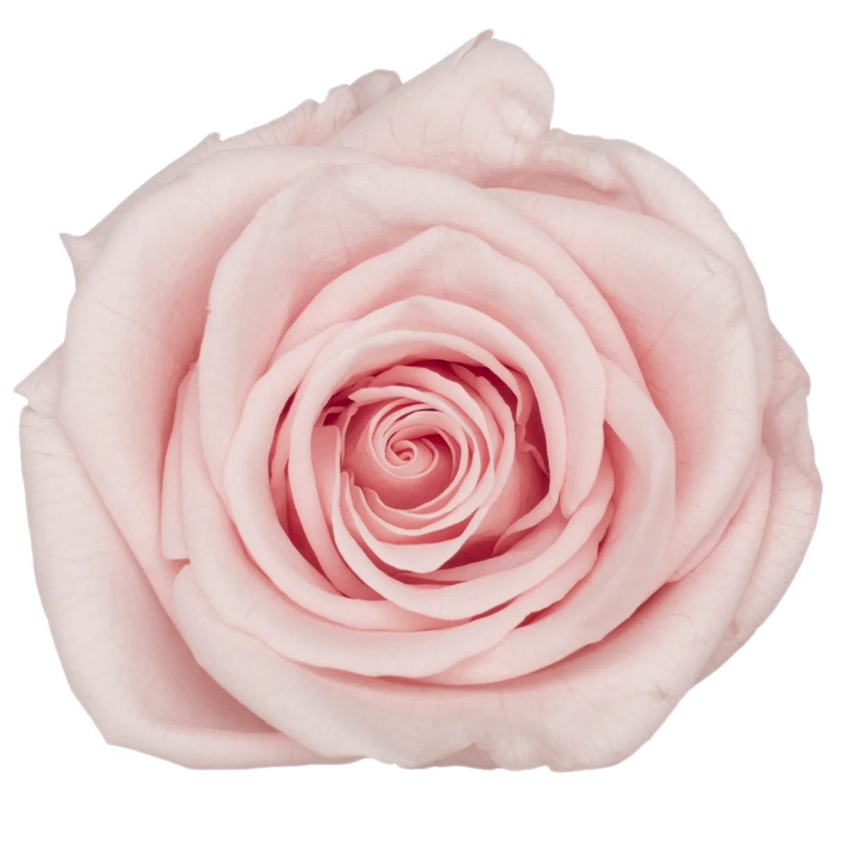 B Grade 4-5Cm Preserved Roses Preserved Flower Fresh Natural Real Eternal Rose Immortal Rose Flowers Florist DIY Floral Material