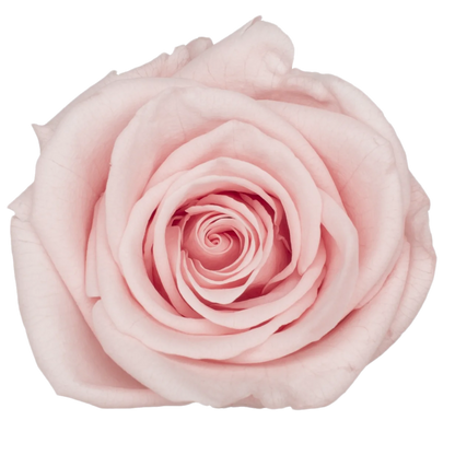 B Grade 4-5Cm Preserved Roses Preserved Flower Fresh Natural Real Eternal Rose Immortal Rose Flowers Florist DIY Floral Material